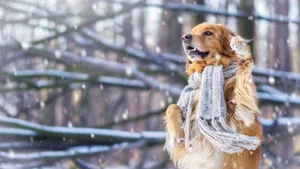 A Dog In A Scarf Standing In The Snow Wallpaper