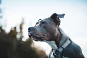 A Dog Is Looking Up At The Sky Wallpaper