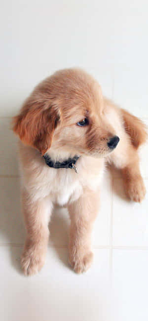 A Dog Is Sitting On A Tile Floor Wallpaper