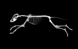 A Dog Skeleton Running On A Black Background Wallpaper