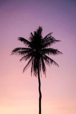 A Dope Tumblr Palm Tree Silhouette Wallpaper