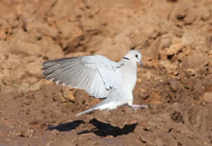 A Dove With White Wings Shining In The Sun Wallpaper