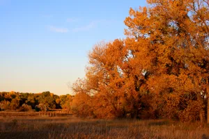 A Dreamy Fall Afternoon In The Forest Wallpaper