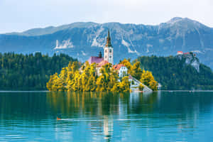 A Duck Waddling On Lake Bled's Surface Wallpaper