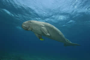 A Dugong Swims Gracefully In Clear Blue Waters Wallpaper