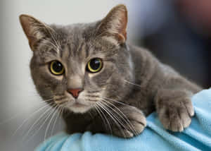 A European Shorthair Cat Resting On A Wooden Surface Wallpaper