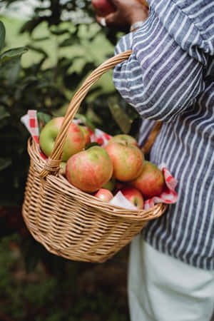 A Family Enjoying A Fun Day Of Apple Picking Together In An Orchard Wallpaper