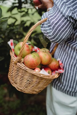 A Family Enjoying A Fun Day Of Apple Picking Together In An Orchard Wallpaper