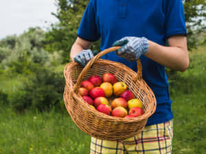 A Family Enjoying A Sunny Day Of Apple Picking In A Lush Orchard Wallpaper