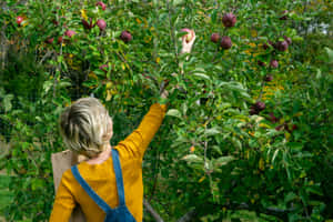 A Family Enjoying Apple Picking In A Picturesque Orchard Wallpaper