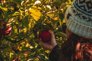 A Family Enjoying Apple Picking In A Scenic Orchard During Autumn Wallpaper