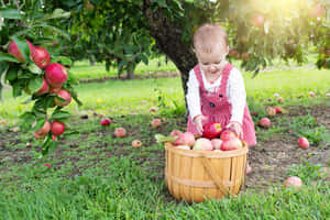 A Family Enjoying Apple Picking In An Orchard Wallpaper