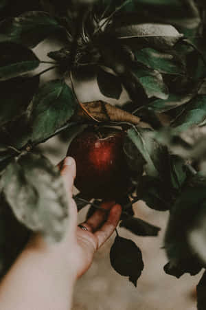 A Family Enjoying Apple Picking In An Orchard Wallpaper