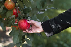 A Family Enjoying Apple Picking In The Vibrant Orchard At Autumn Wallpaper