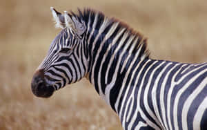 A Family Of Zebras Enjoying The Afternoon In The African Savannah Wallpaper