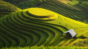 A Farmer Holds Colorful Produce Right From The Farm. Wallpaper