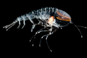 A Fascinating Close-up Of An Amphipod In Its Natural Aquatic Habitat Wallpaper