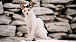 A Feline Friend Napping Atop A White Stone Wall. Wallpaper