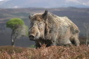 A Female Domestic Breed Hog In A Grassy Meadow Wallpaper
