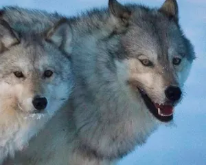 A Ferocious Wolf Lunges Forward And Snarls In Attack Wallpaper