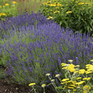 A Field Of Beautiful Blue Lavender Wallpaper