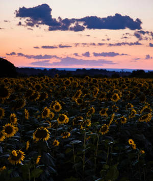 A Field Of Bright Yellow Sunflowers Under A Pink Sunset Sky Wallpaper