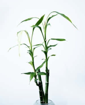 A Field Of Chinese Bamboo In Chinese Countryside Wallpaper