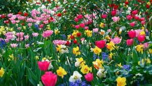 A Field Of Colorful Flowers Wallpaper