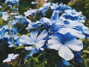 A Field Of Delicate Lilac Blue Flowers Blooming In A Vibrant Garden Wallpaper