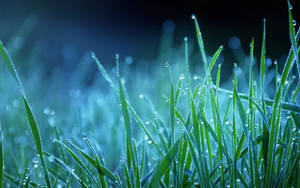 A Field Of Dewy Grass Illuminated By Moonlight Wallpaper