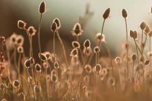 A Field Of Grass With A Sunset Behind It Wallpaper