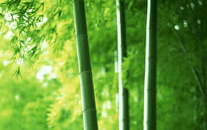 A Field Of Lush Green Bamboo Stalks In The Sunlight Wallpaper