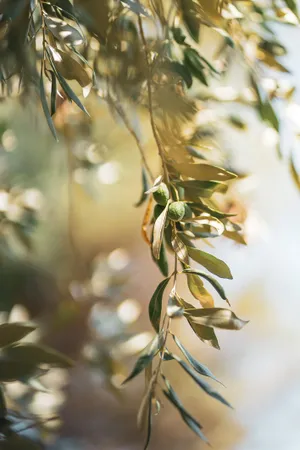 A Field Of Olive Trees Gleaming In The Mediterranean Sun Wallpaper
