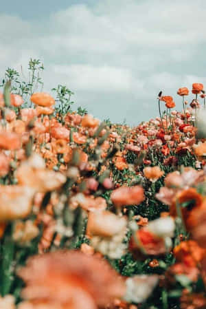 A Field Of Orange Flowers In The Sky Wallpaper