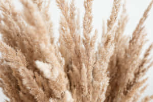 A Field Of Pampas Grass On A Sunny Summer Day. Wallpaper