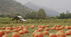 A Field Of Pumpkins In The Middle Of A Field Wallpaper