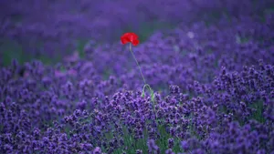 A Field Of Red Flowers In A Lavender Field Wallpaper