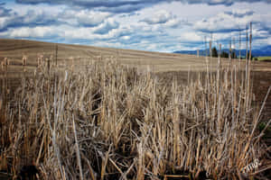 A Field Of Reeds Wallpaper