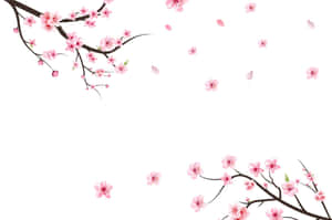 A Field Of Sakura Blossom Trees In Full Bloom. Wallpaper