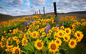 A Field Of Sunflowers On A Sunny Day Wallpaper