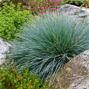A Field Of Vibrant Blue Grass Surrounded By A Bright Sky Wallpaper