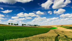 A Field Of Wheat Wallpaper