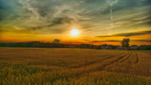 A Field Of Wheat Wallpaper