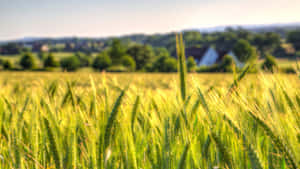 A Field Of Wheat With A House In The Background Wallpaper