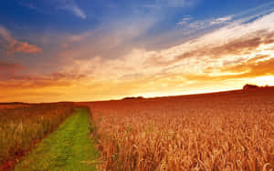 A Field Of Wheat With A Sunset Behind It Wallpaper