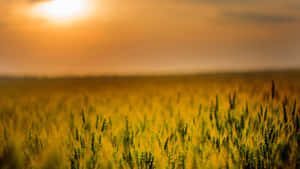 A Field Of Wheat With The Sun Setting Behind It Wallpaper