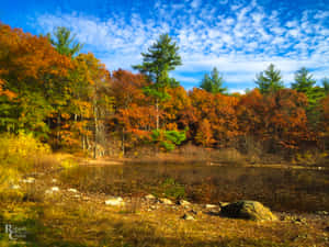 A Field Of Yellow And Orange Leaves In New England During Autumn Wallpaper