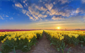 A Field Of Yellow Tulips Wallpaper