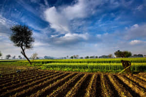 A Field With A Tree And A Blue Sky Wallpaper