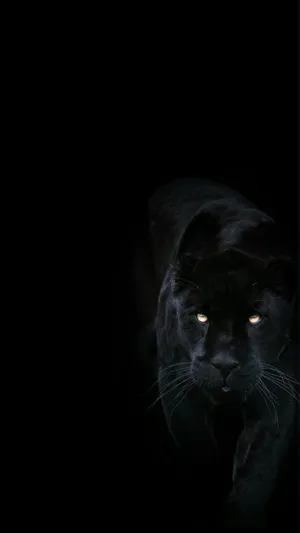 A Fierce Black Jaguar Stalks Her Prey Wallpaper